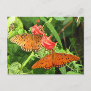 Postales de Fritillary Duo en el Golfo
