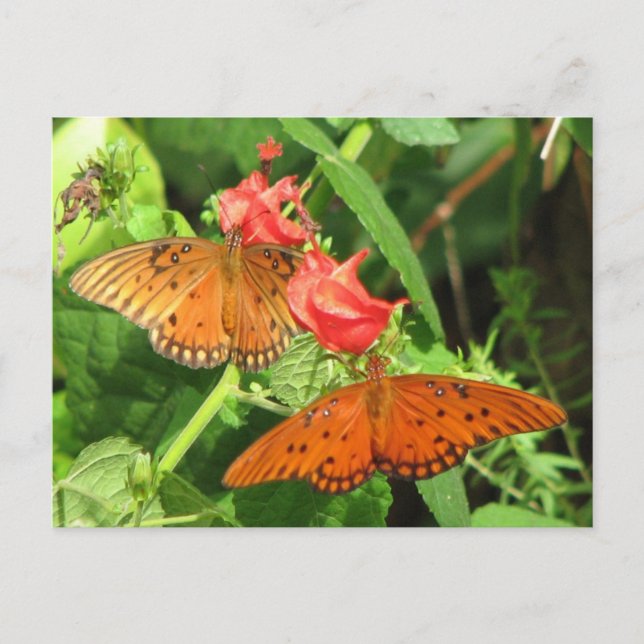 Postales de Fritillary Duo en el Golfo (Anverso)