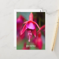 Postales de fucsia rosa y púrpura