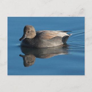 Postales de Gadwall
