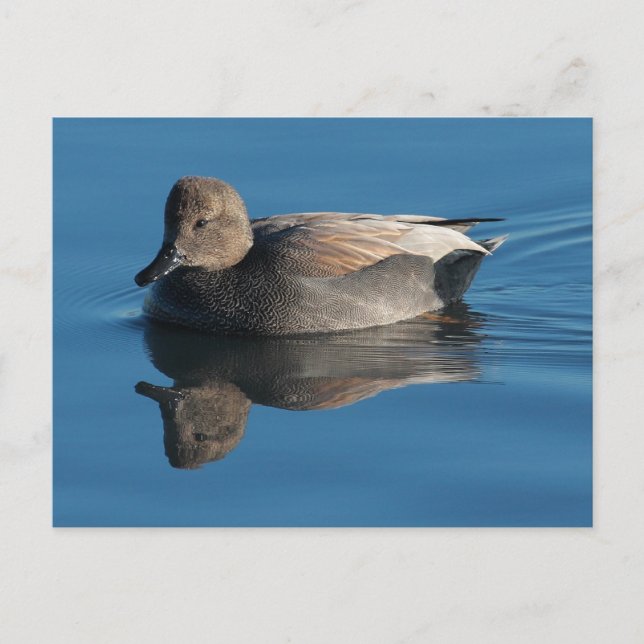 Postales de Gadwall (Anverso)