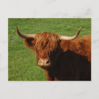 Postales de ganado de Escocia Highland