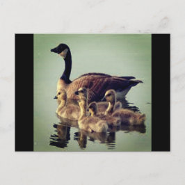 Postales de ganso y bebés