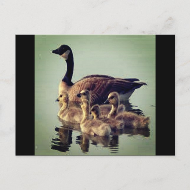Postales de ganso y bebés (Anverso)