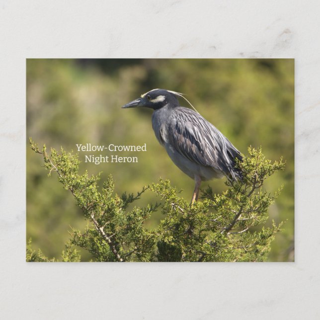 Postales de garza nocturna de corona amarilla (Anverso)