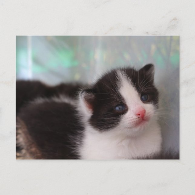 Postales de gatito (Anverso)