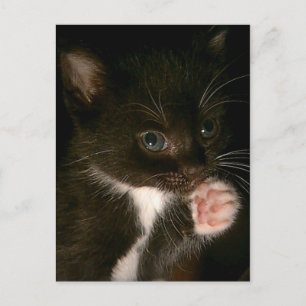 Postales de gatito