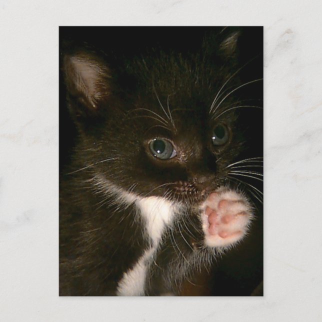 Postales de gatito (Anverso)