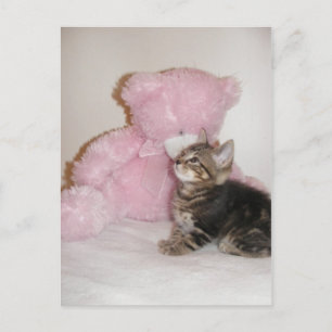 postales de gatitos y ositos de peluche