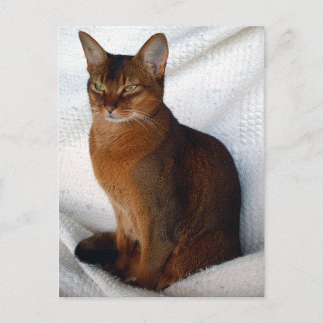 Postales de gato abysiniano ruddy (Anverso)
