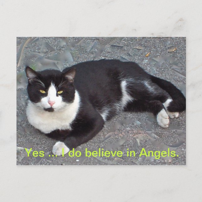 Postales de gato con humor diciendo (Anverso)