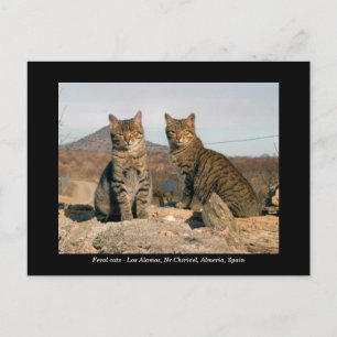 Postales de gatos ferales - Los Álamos Nr Chirivel