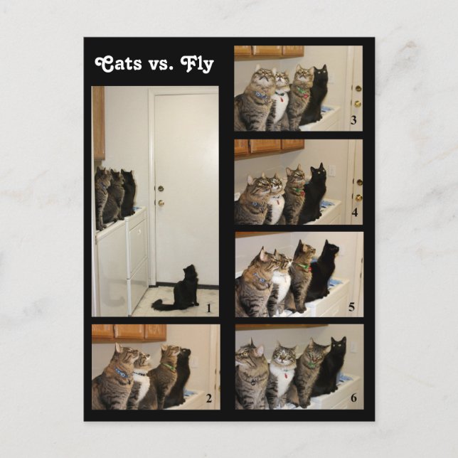 Postales de gatos vs Fly (Anverso)