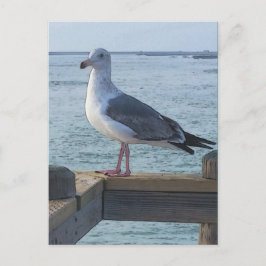 Postales de gaviota de California