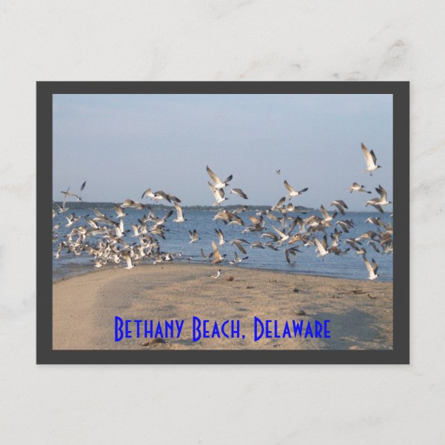 Postales de gaviotas, Bethany Beach, Delaware (Anverso)