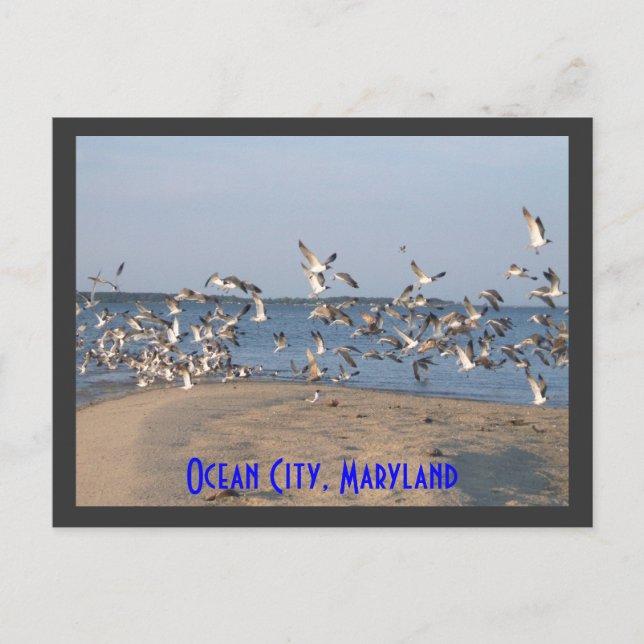 Postales de gaviotas, Ocean City, Maryland (Anverso)