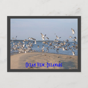 Postales de gaviotas, Ocean View, Delaware