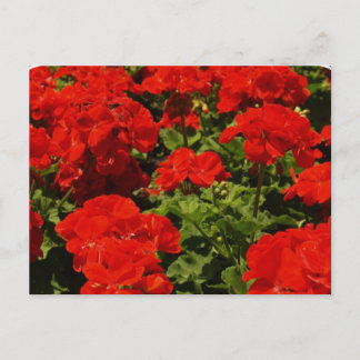 Postales de Geranios Rojos