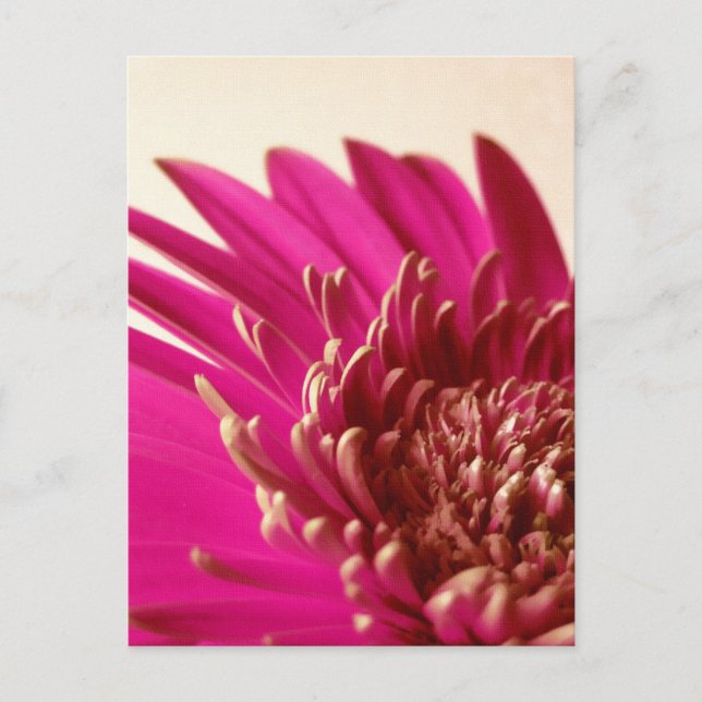 Postales de Gerbera rosa (Anverso)