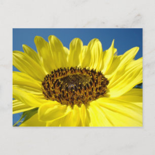 Postales de girasol amarillo brillante cielo azul
