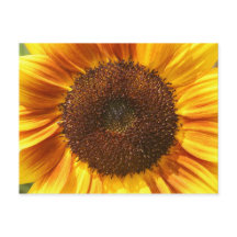 Postales de girasol amarillo, Naranja y marrón