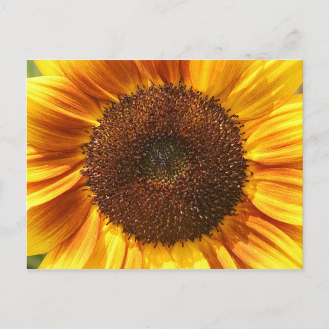 Postales de girasol amarillo, Naranja y marrón (Anverso)