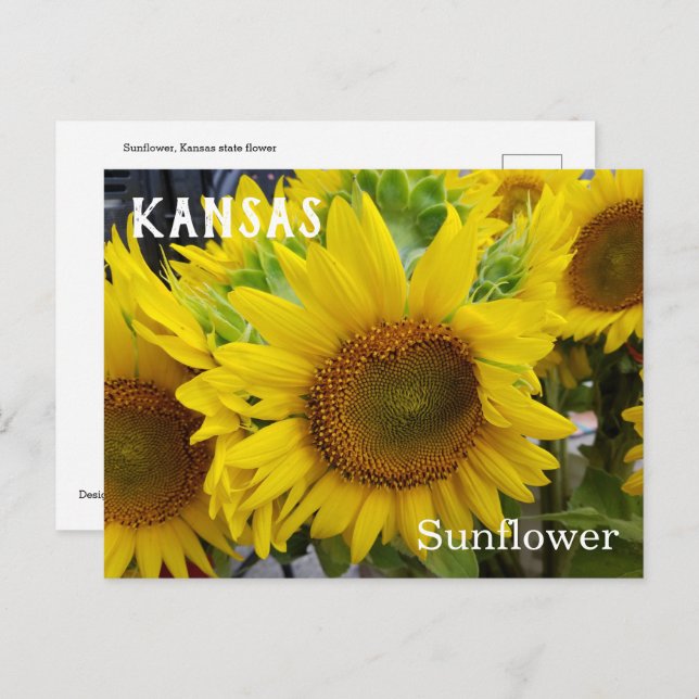 Postales de girasol de la flor del estado de Kansa (Anverso / Reverso)