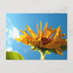 Postales de girasol de Texas