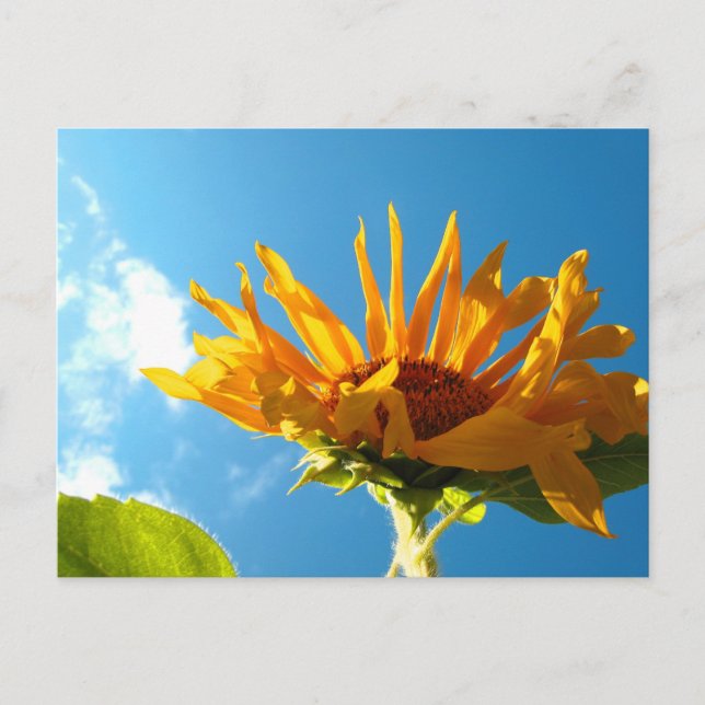Postales de girasol de Texas (Anverso)