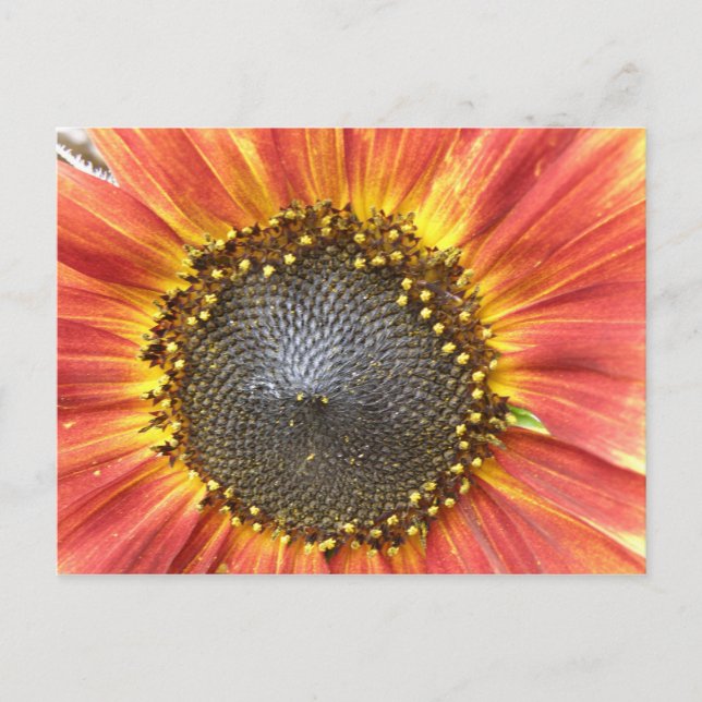 Postales de girasol rojo y amarillo (Anverso)