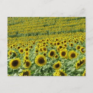 Postales de girasoles