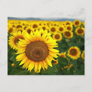 Postales de girasoles de verano