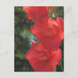 Postales Gladiolos Rojos - Tarjetas postales | Zazzle.es