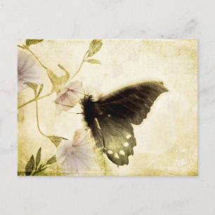 Postales de gloria matutina y mariposa