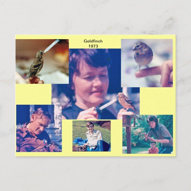 Postales de Goldfinch Story 1973 (Anverso)