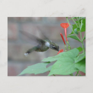 Postales de gotas de goma