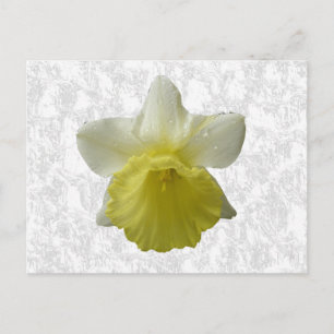 Postales de goteo de Daffodil