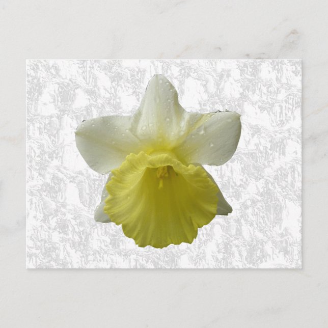 Postales de goteo de Daffodil (Anverso)