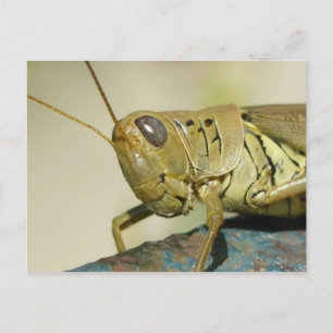 Postales de Grasshopper.