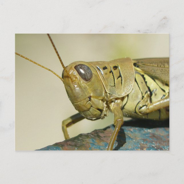 Postales de Grasshopper. (Anverso)