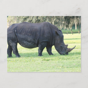 Postales de Grazing Rhino
