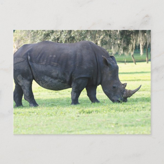Postales de Grazing Rhino (Anverso)