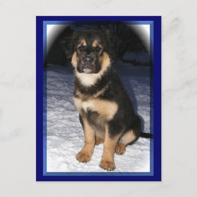 Postales de GSD Mix (Anverso)