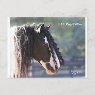 Postales de Gypsy Vanner