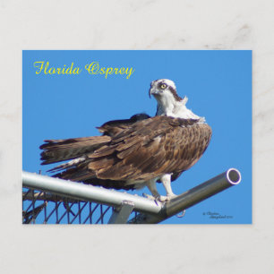 Postales de Halcón Osprey Handsome Hawk Nest