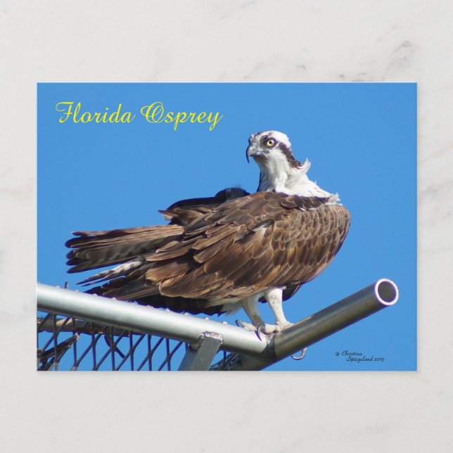 Postales de Halcón Osprey Handsome Hawk Nest (Anverso)