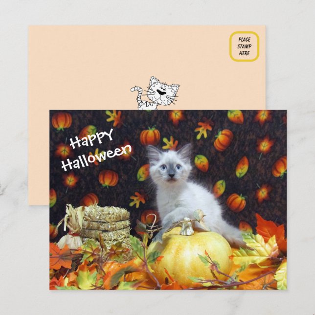 Postales de Halloween en Savannah - Foto de gato s (Anverso / Reverso)