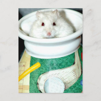 Postales de Hamster en el refugio blanco