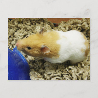 Postales de Hamster en refugio para naranjas
