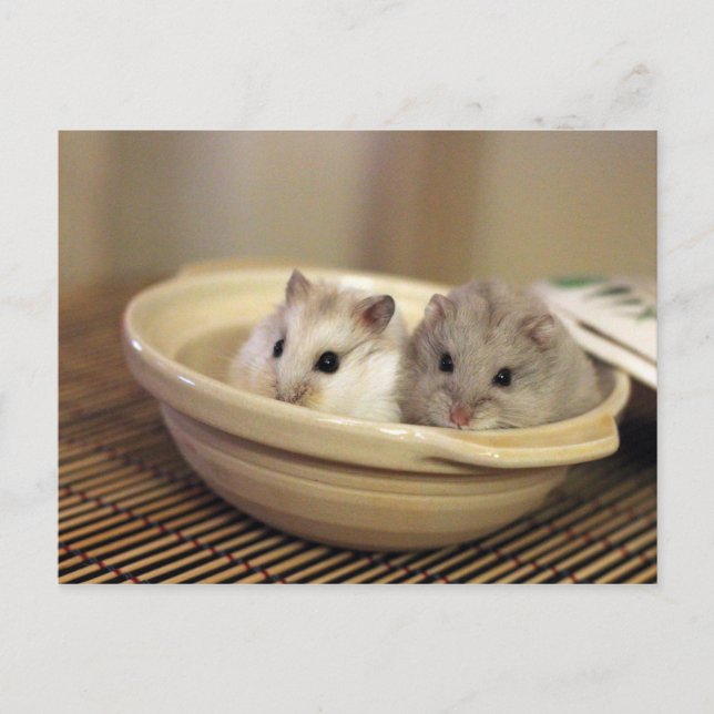 Postales de Hamsters (Anverso)